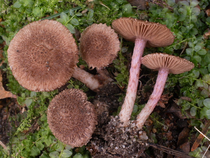 Inocybe obscuroides